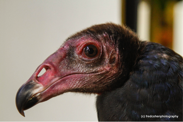 Vultures: 7 reasons to save the majestic birds